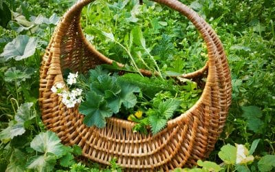 Découverte des plantes sauvages comestibles