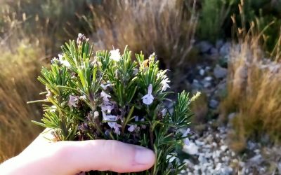 Comment utiliser la tisane de romarin pour éliminer les toxines ?