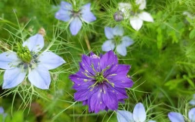 Conf’Expérience : Votre pharmacie naturelle avec les plantes locales !