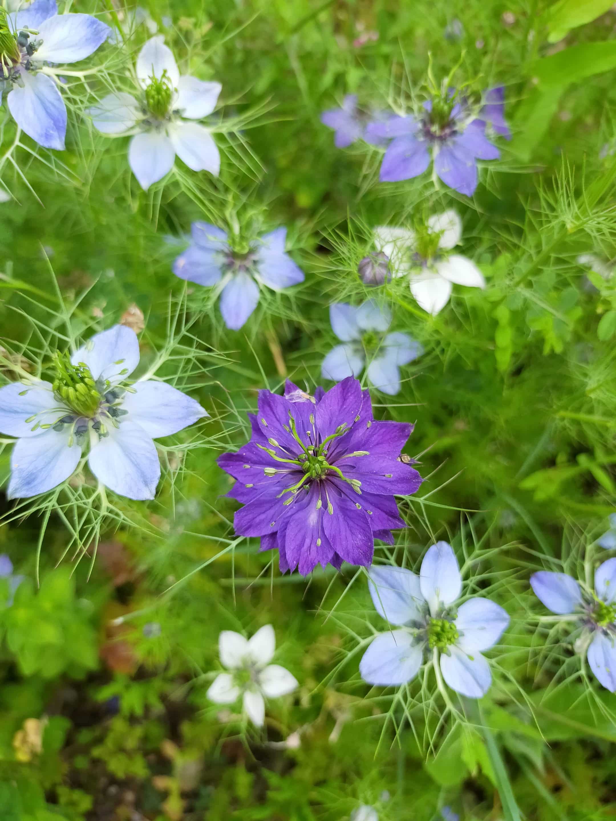 conférence plantes sauvages aromazone