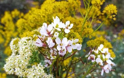 Découverte de la flore locale et ses usages (Le Rove)